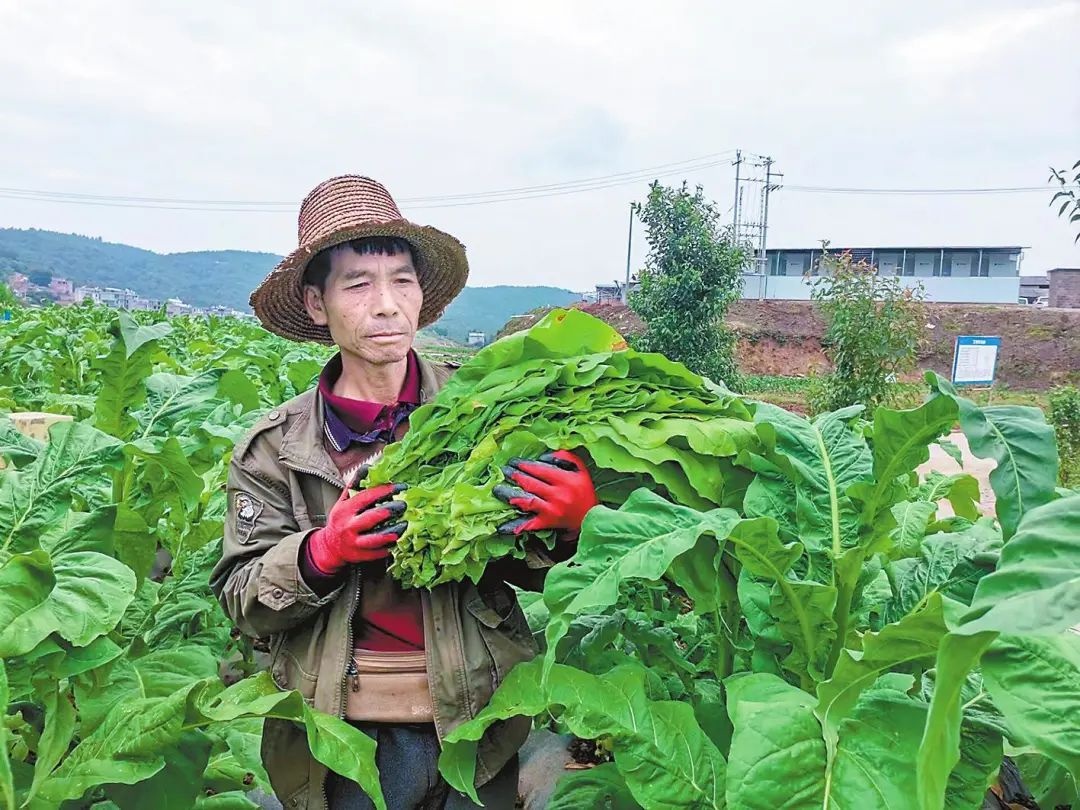 造雾蒸汽电子烟怎么样_私自造烟的村子_微信小程序城市造造造攻略