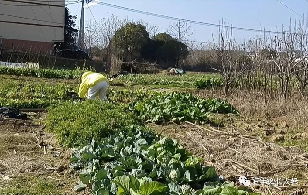 越南烟_越南荷花烟_越南什么烟比较好抽