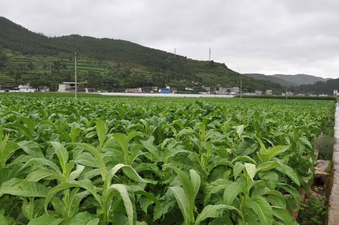 城市造造造兑换码大全_私自造烟的村子_造雾电子烟