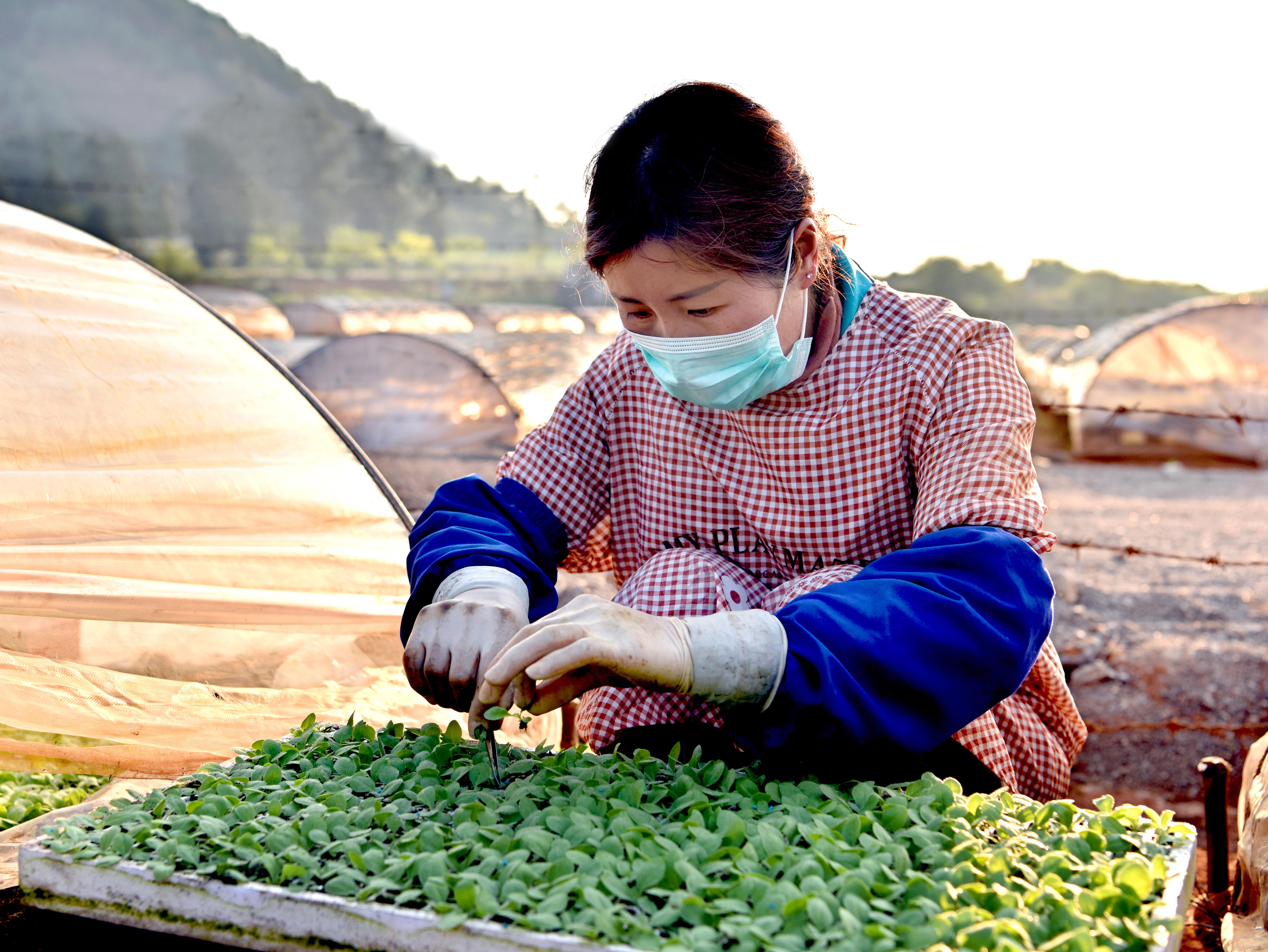 私自造烟的村子_造雾者电子蒸汽烟体验馆怎么样_菲利普莫里斯烟日本造