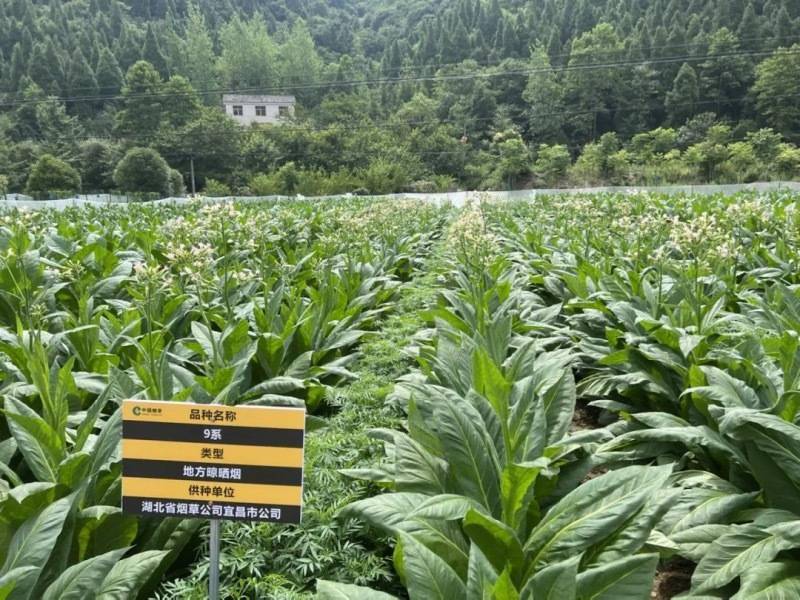 吐烟圈的烟是什么烟_私自造烟的村子_菖蒲造+鹈首造