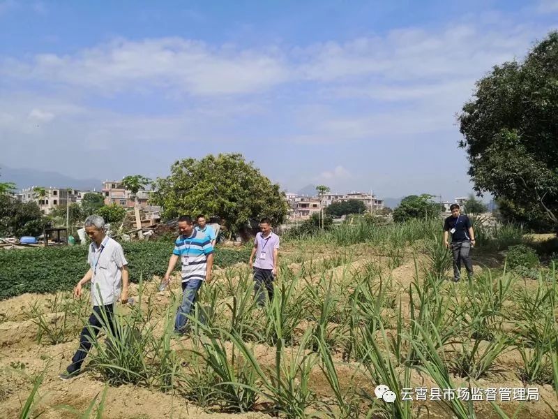 云霄香烟网站_云霄香烟官网_云霄香烟价格查询