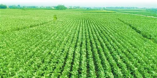 香烟云南的烟最好_云南香烟_香烟云南印象