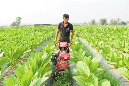 云南香烟_香烟云南的烟最好_香烟云南印象