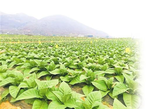 云南香烟_香烟云南印象_香烟云南的烟最好