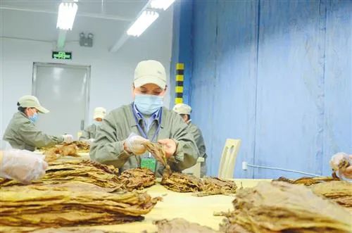 云南香烟_香烟云南的烟最好_香烟云南印象