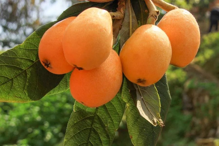 福建最狠小县城,生产中国95%的假烟,垄断美国烟草市场