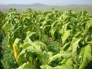 香烟云南流金_香烟云南印象多少钱_云南香烟