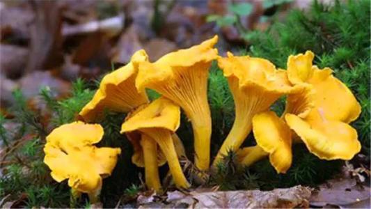 香烟云南印象多少钱_香烟云南流金_云南香烟