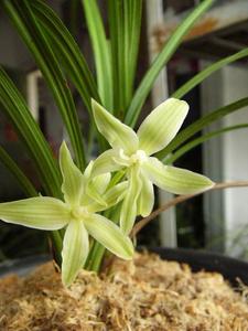 云南香烟_香烟云南印象多少钱_香烟云南流金