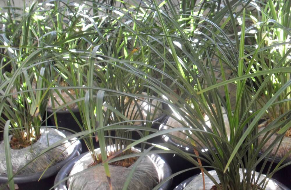 香烟云南流金_香烟云南印象多少钱_云南香烟