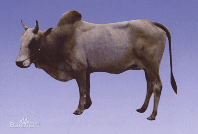 云南香烟_香烟云南印象多少钱_香烟云南流金