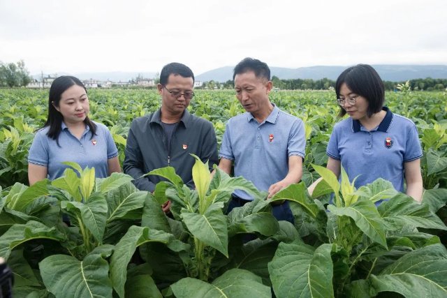 香烟云南印象_香烟云南印象多少钱_云南香烟