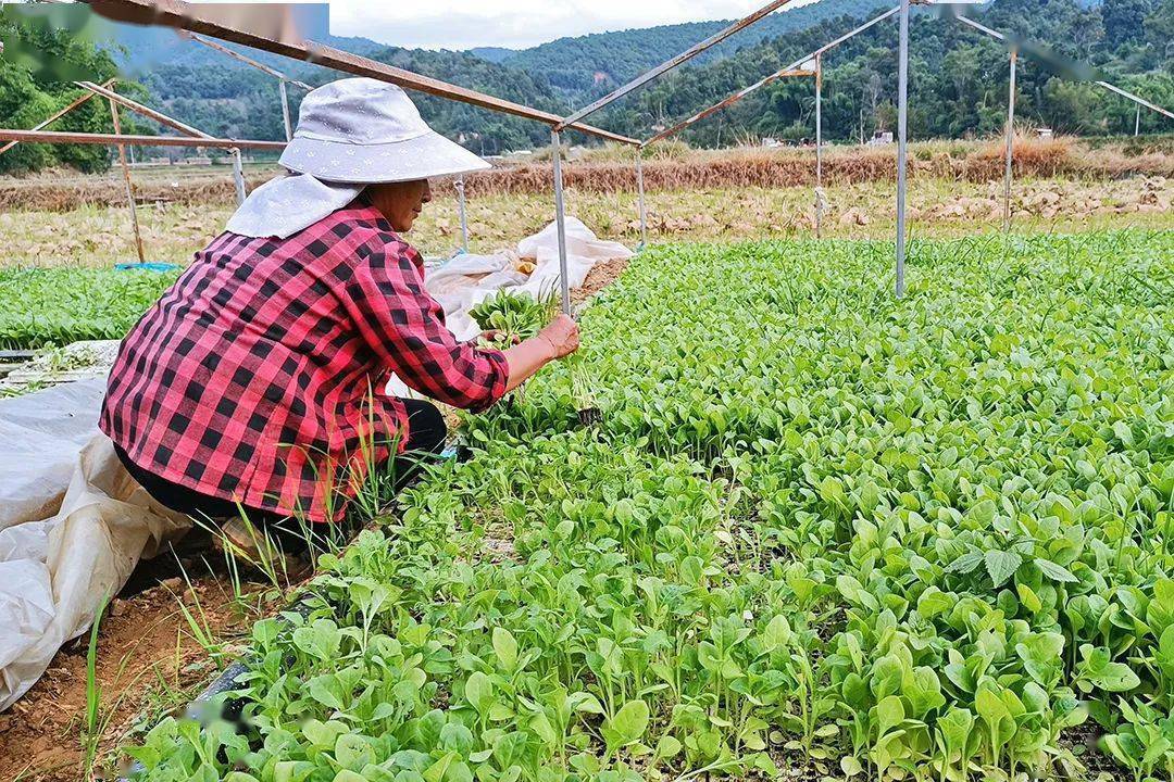云南香烟_香烟云南的烟最好_香烟云南流金
