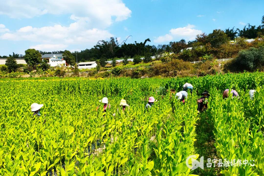 香烟云南流金_香烟云南的烟最好_云南香烟