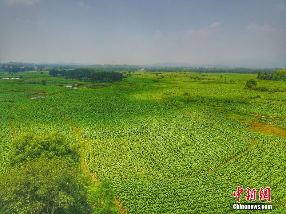 私自造烟的村子_农村让烟的规矩_小村子造20年假烟