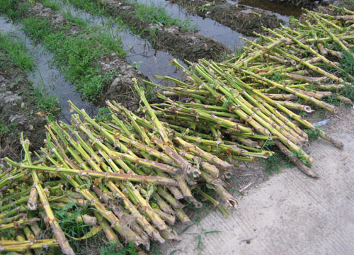 私自造烟的村子_农村让烟的规矩_小村子造20年假烟