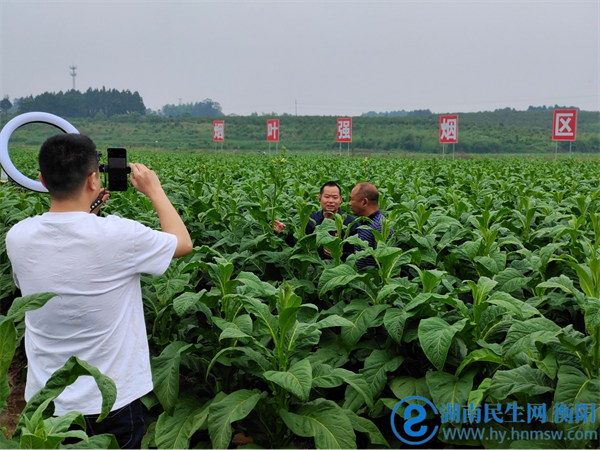 小村子造20年假烟_农村让烟的规矩_私自造烟的村子