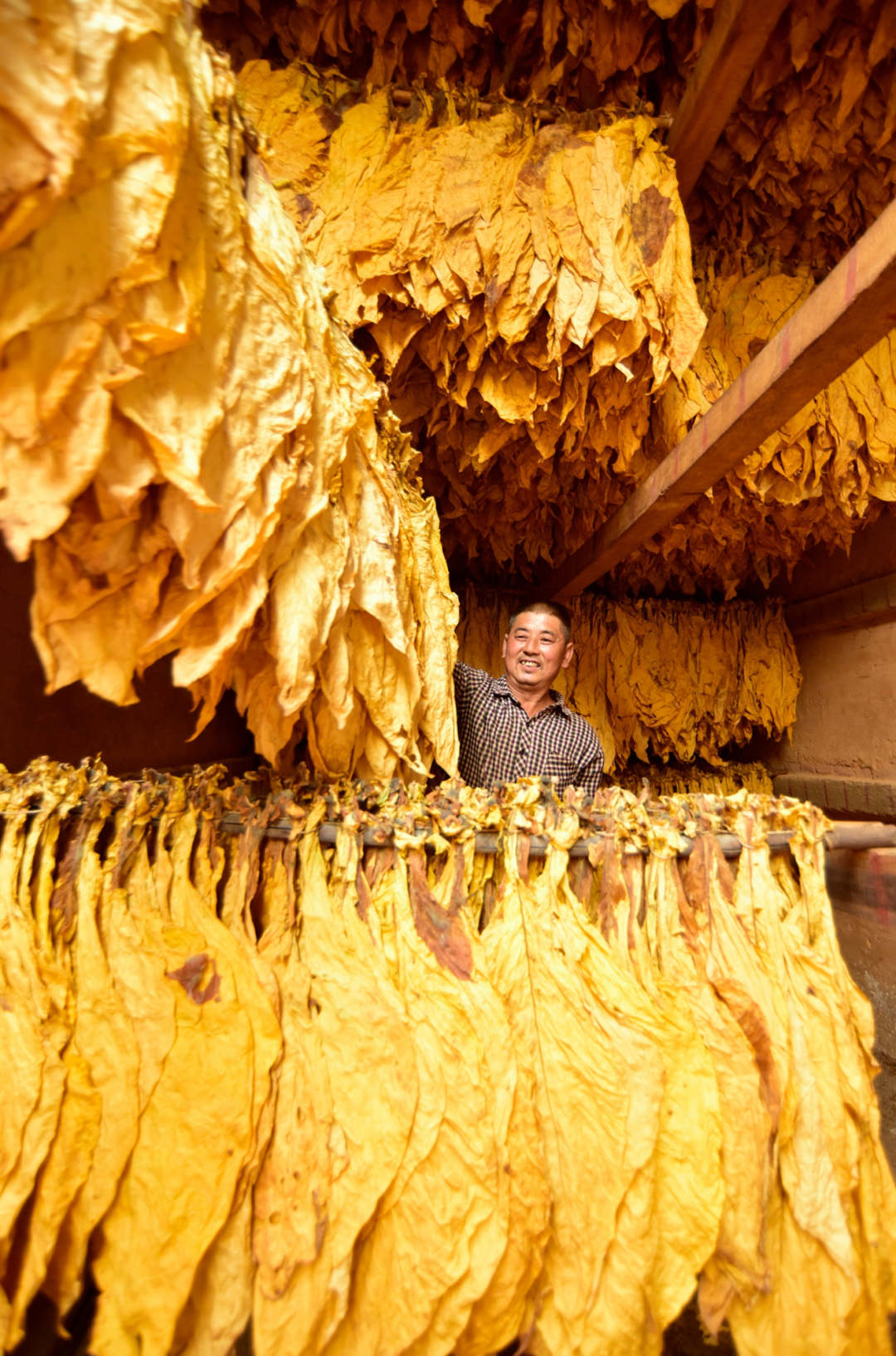 香烟云南印象_香烟云南的烟最好_云南香烟