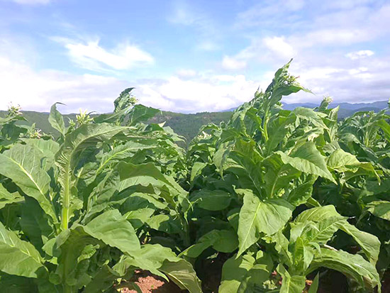 香烟云南的烟最好_香烟云南印象_云南香烟