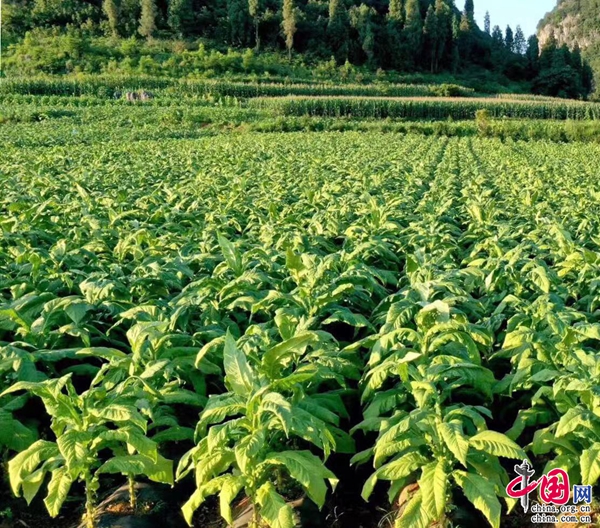 香烟云南的烟最好_香烟云南印象_云南香烟