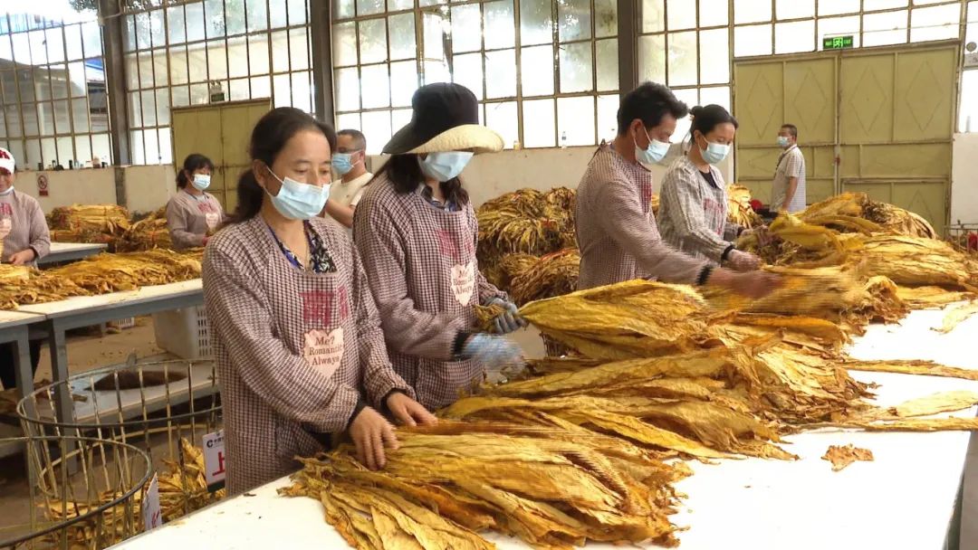香烟云南印象_云南香烟_香烟云南的烟最好