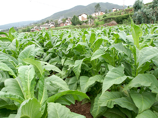 云南香烟_香烟云南印象_香烟云南的烟最好