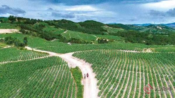 云南香烟_香烟云南印象_香烟云南的烟最好