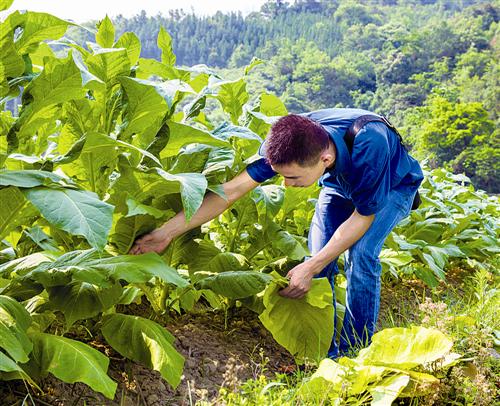 香烟云南印象_云南香烟_香烟云南的烟最好