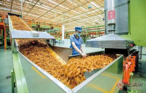 云南香烟_香烟云南的烟最好_香烟云南印象