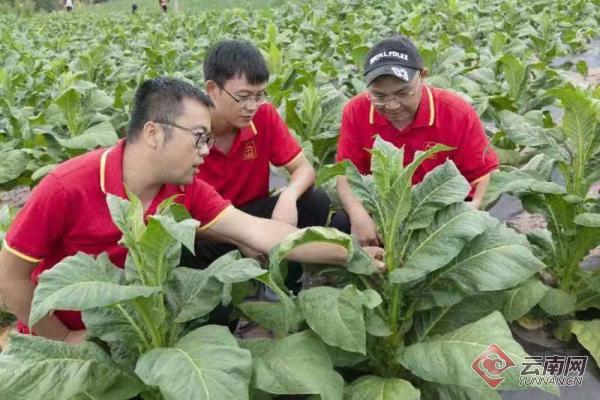 云南香烟_香烟云南印象_香烟云南的烟最好