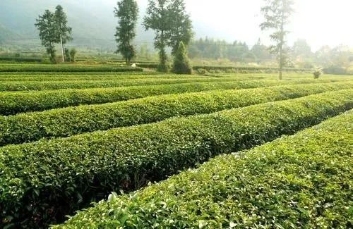 私自造烟的村子_农村发烟_农村让烟的规矩