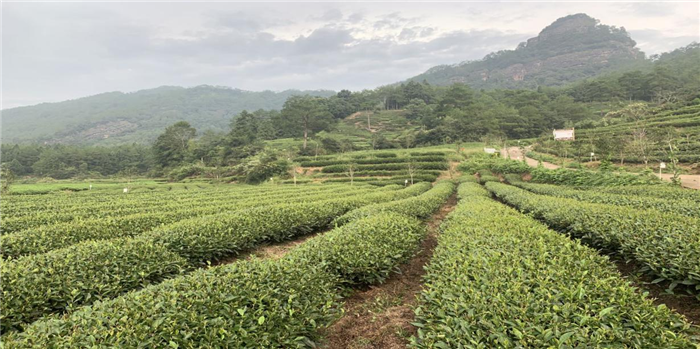 农村发烟_农村让烟的规矩_私自造烟的村子