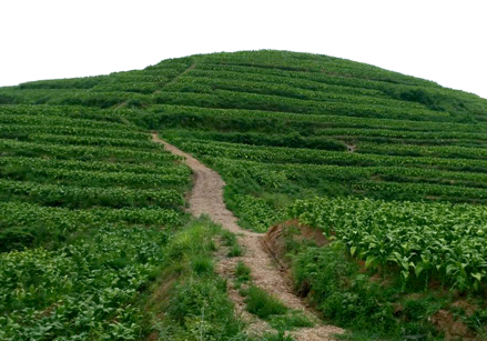 卖的烟比较好的微信号_推荐几个卖烟的微信_香烟销售微信