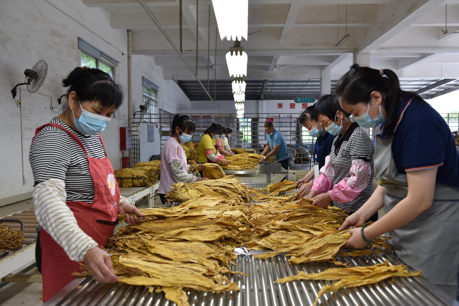 香烟云南流金_香烟云南的烟最好_云南香烟