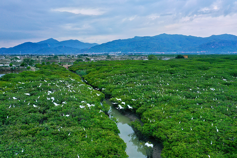 福建云霄假香烟_福建云霄香烟_福建云霄