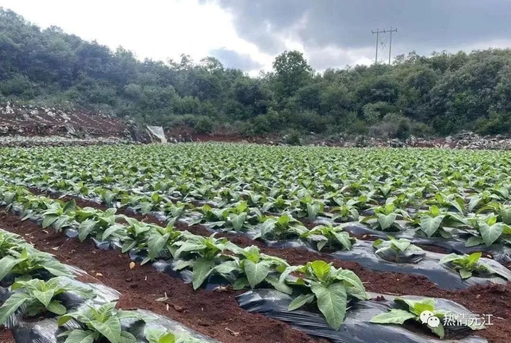 烟商微信号_香烟售卖微信_买烟联系方式微信