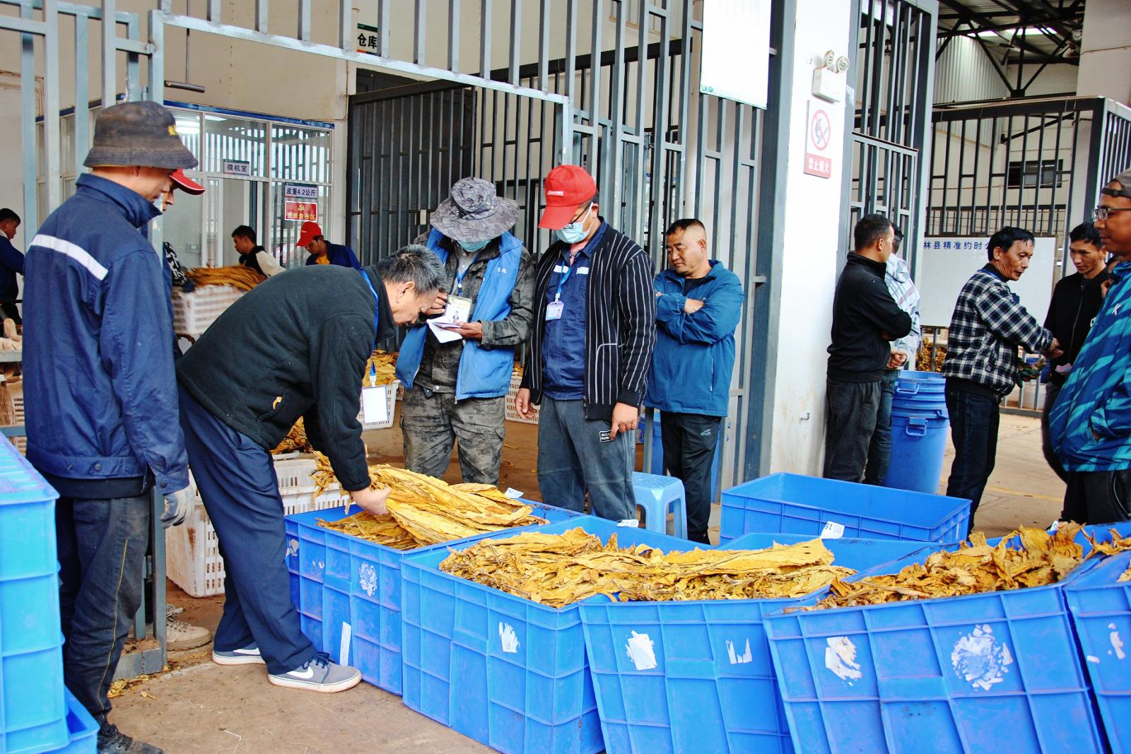 香烟云南印象_云南香烟_香烟云南流金