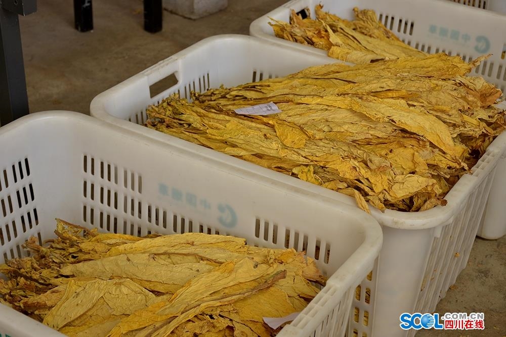 香烟云南印象_云南香烟_香烟云南流金