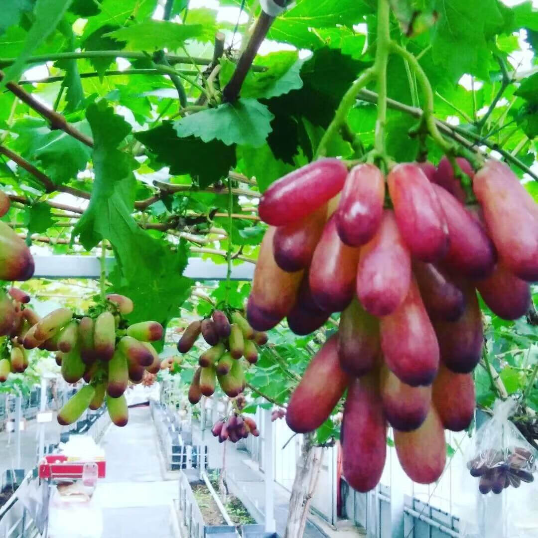 福建云霄_福建云霄县属于哪个市_福建云霄香烟