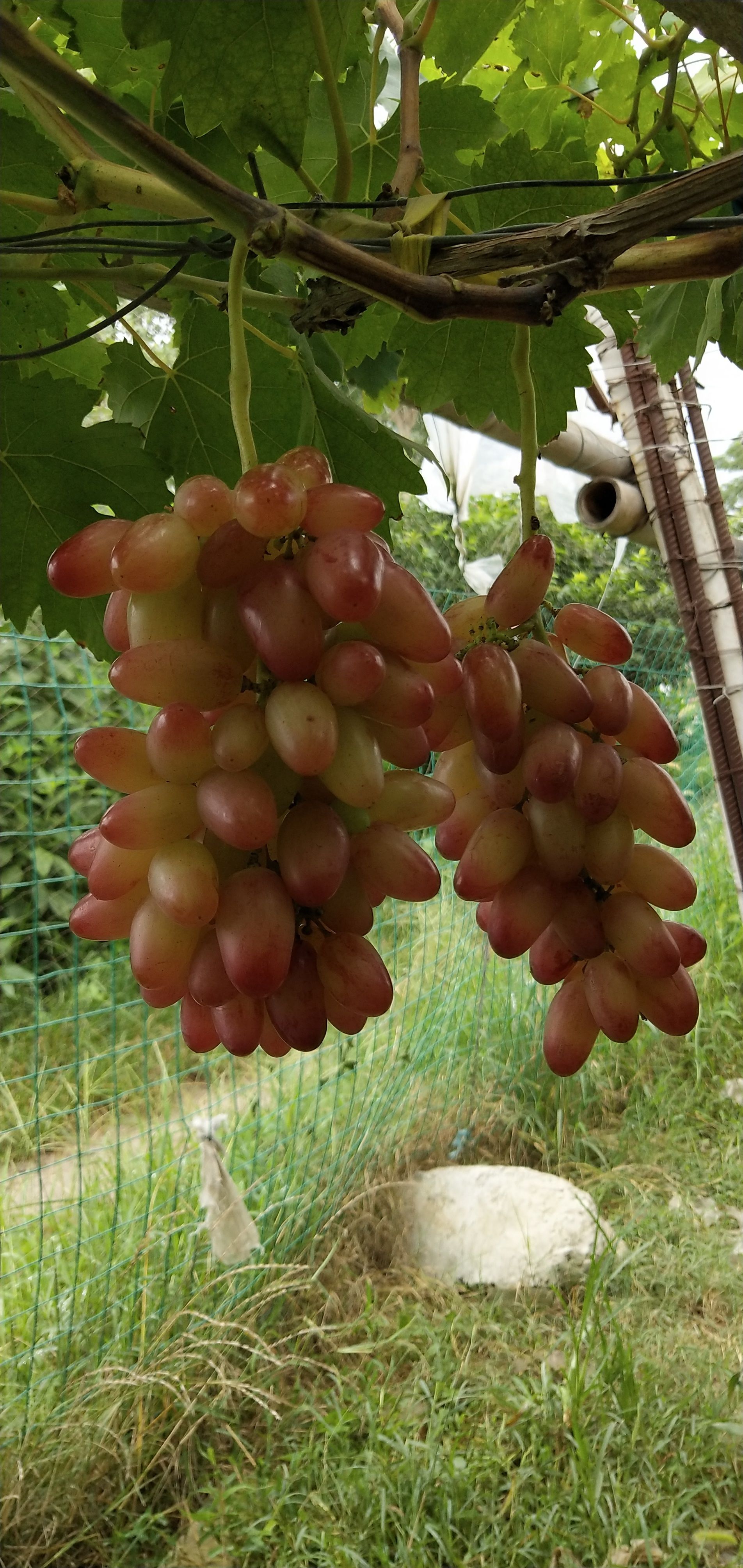 福建云霄香烟_福建云霄县属于哪个市_福建云霄