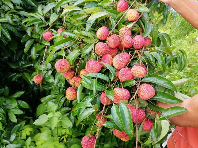 福建云霄县属于哪个市_福建云霄香烟_福建云霄