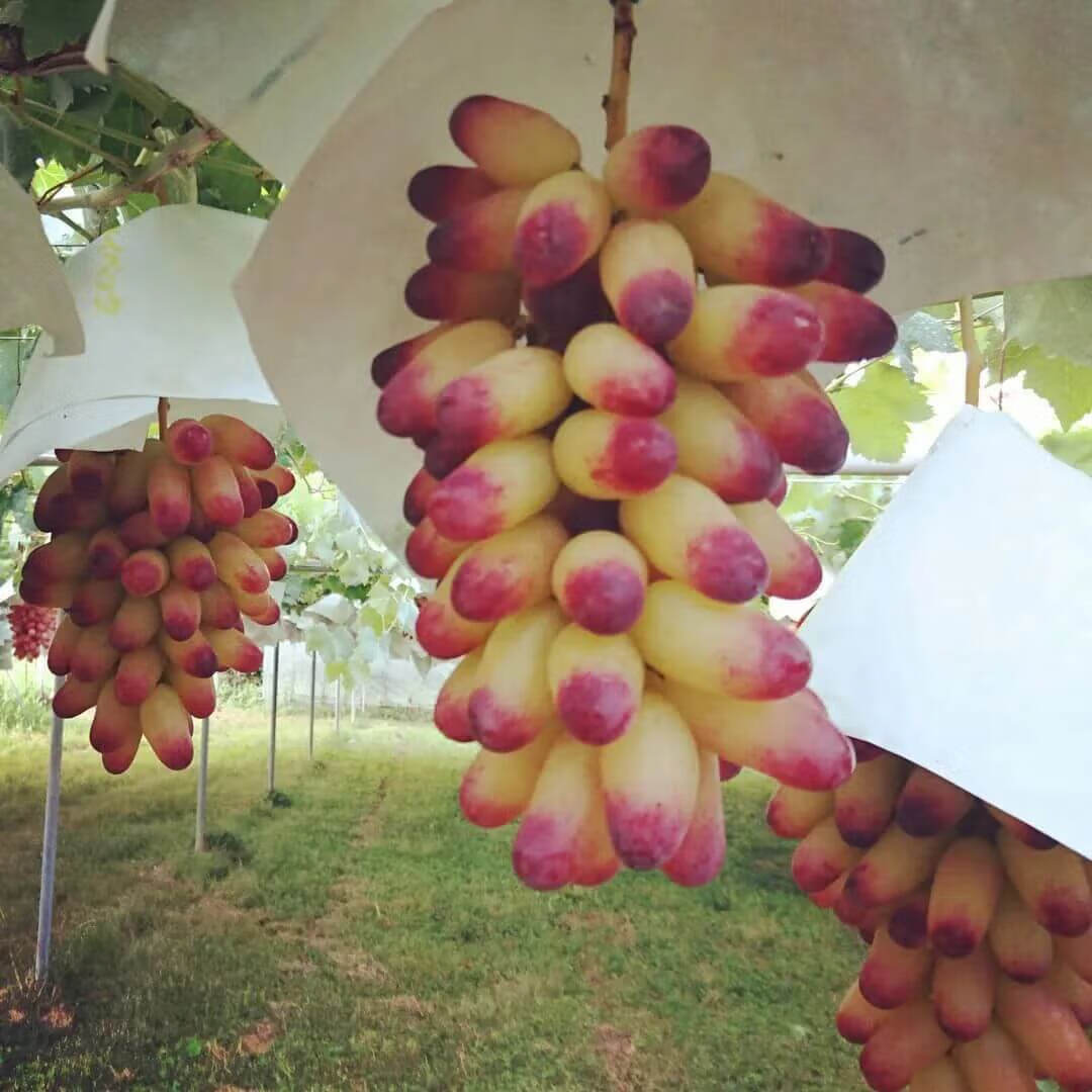 福建云霄香烟_福建云霄_福建云霄县属于哪个市