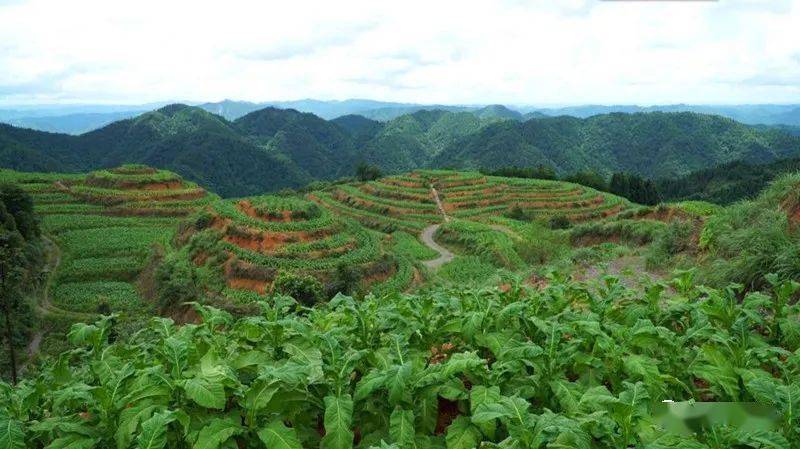 小村子造20年假烟_农村发烟_私自造烟的村子