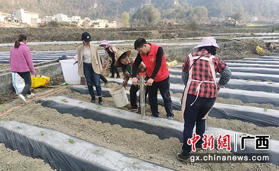 岑家峰(右二)手把手教烟农操作移栽器,做到精准定穴、精确移栽。潘振乐 摄