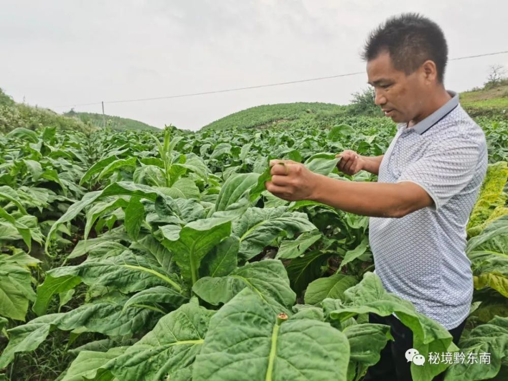 小村子造20年假烟_私自造烟的村子_农村发烟
