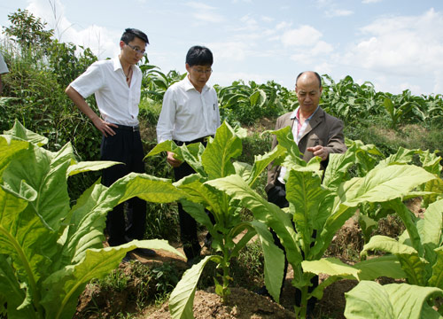 香烟云南流金_云南香烟_香烟云南印象