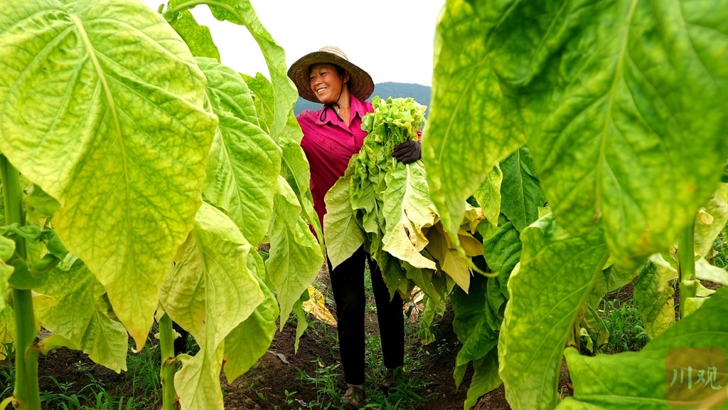 造雾蒸汽电子烟怎么样_私自造烟的村子_造雾电子烟