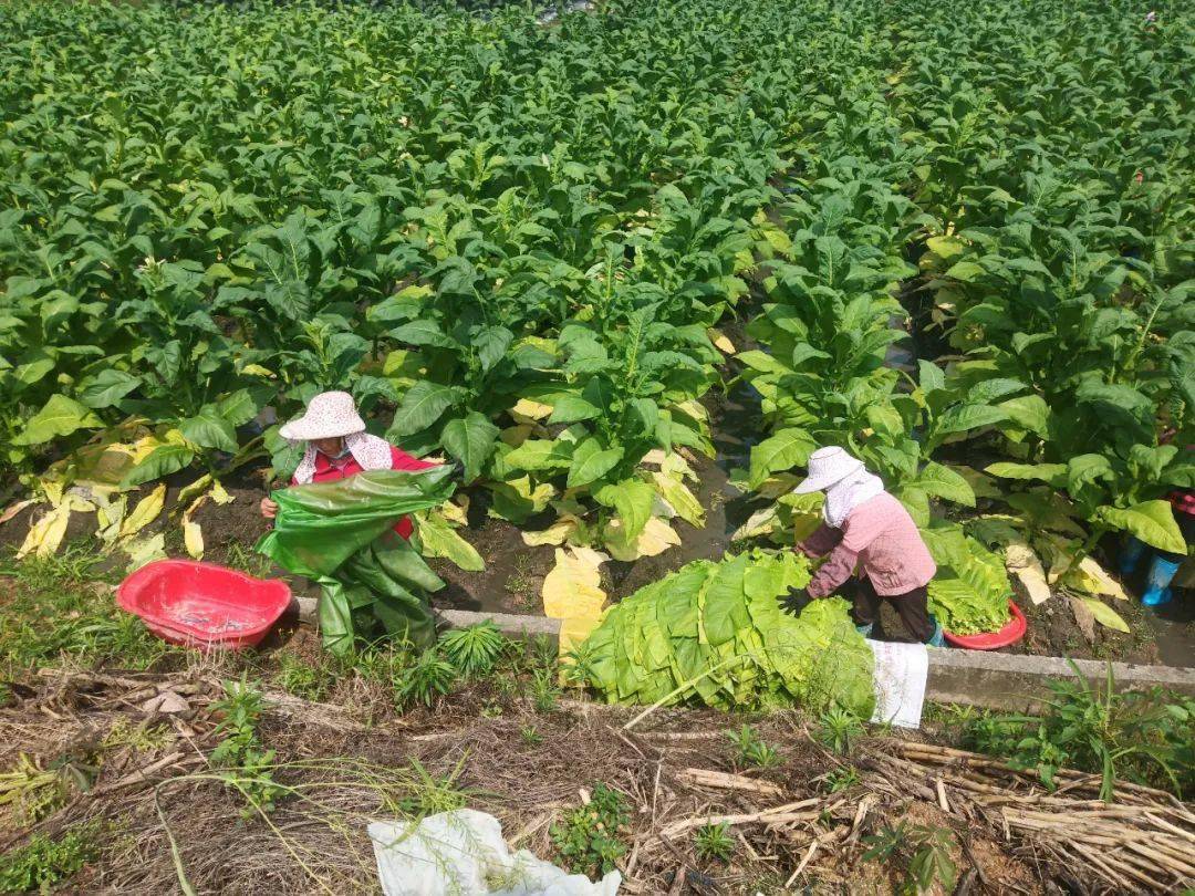 造雾电子烟_造雾蒸汽电子烟怎么样_私自造烟的村子