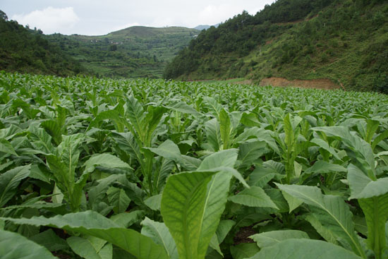 香烟云南印象_香烟云南的烟最好_云南香烟